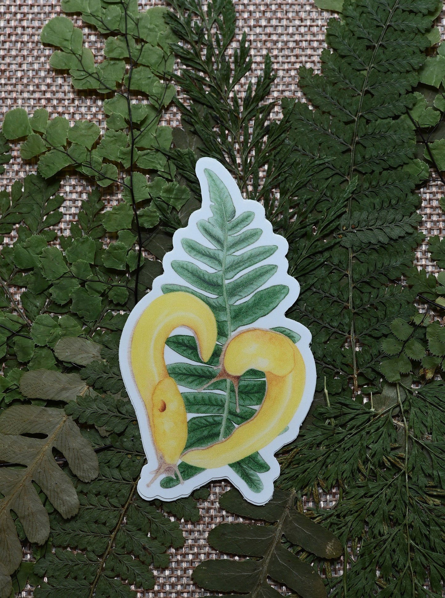 Vinyl sticker with watercolor design of two yellow banana slugs in heart shape on green fern