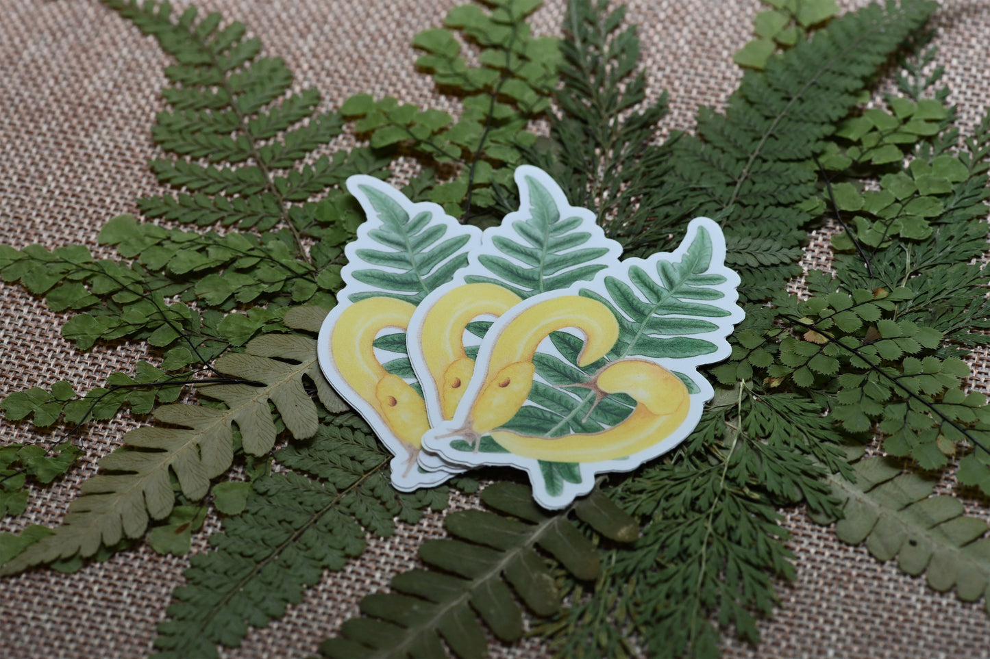 Vinyl sticker pack with watercolor design of two yellow banana slugs in heart shape on green fern