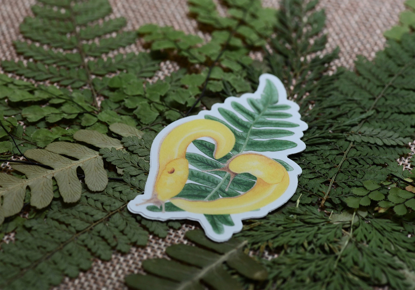 Vinyl sticker with watercolor design of two yellow banana slugs in heart shape on green fern