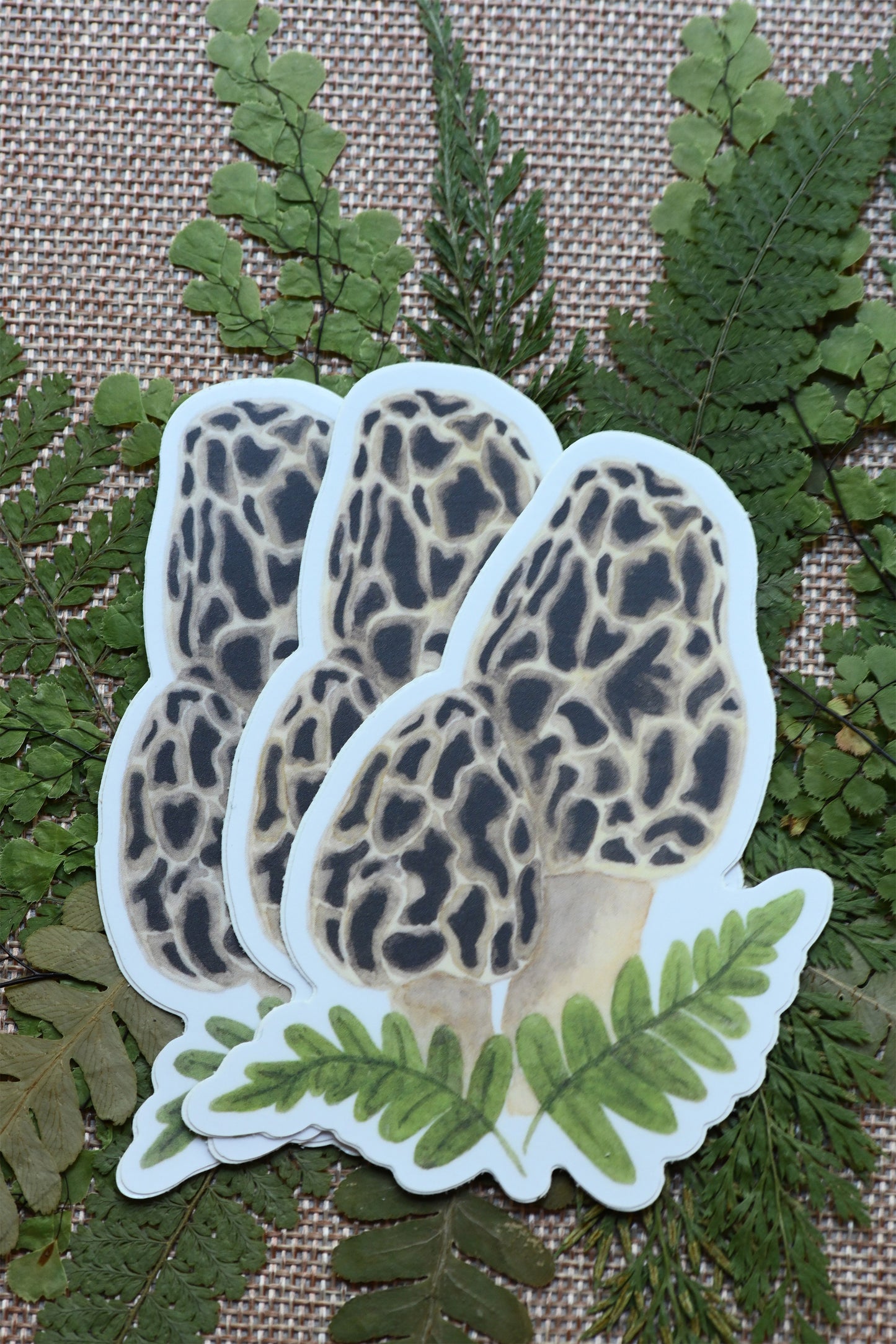 Morel Mushroom Vinyl Sticker